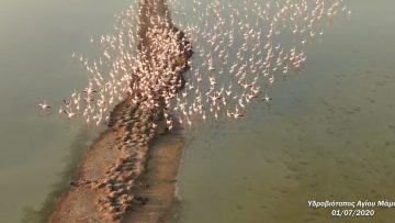 agios mamas flamingo