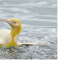 pinguin yellow
