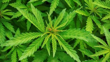 bigstock–155861714