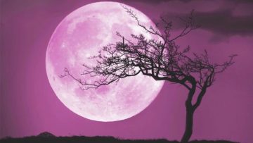 pink full moon