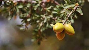 argan