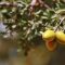 argan