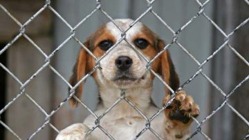 shelter-for-animal-in-andros-androsfilm.gr-