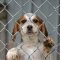 shelter-for-animal-in-andros-androsfilm.gr-