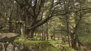 Photo4_Andrea Bonetti-WWF Greece