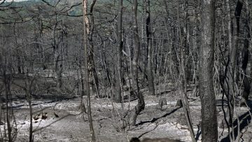 antipirikes-dadia-768×480