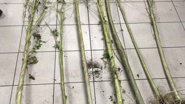 2022-09-16 ΦΩΤΟ ΝΑΡΚΩΤΙΚΑ 1