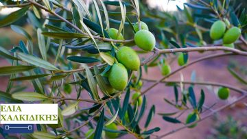 χαλκιδικης