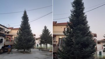 δεντρο ταξιαρχης