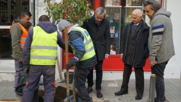 ζερβας δενδρα