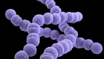 στρεπτοκοκος