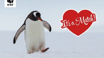 πινγκουίνος2