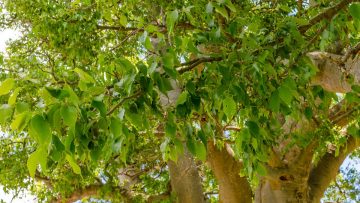 keltida-eidos-dentrou