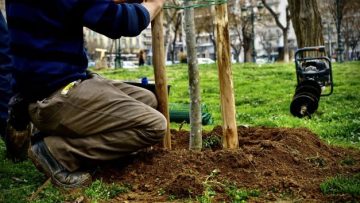 ΔΕΝΔΡΟΦΥΤΕΥΣΗ-2-1068×712 – Copy