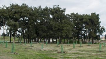 ΔΕΝΔΡΟΦΥΤΕΥΣΗ ΟΛΟΚΛΗΡΩΘΗΚΕ (2)