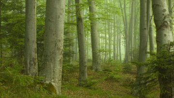 ΟΞΙΕΣ ΡΟΔΟΠΗ Νίκος Πέτρου