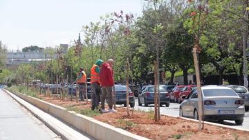 ΔΕΝΔΡΟΦΥΤΕΥΣΗ 3