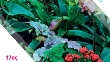 Prasino_mpalkoni_afisa_orthia