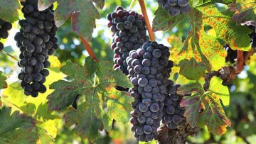 Wine harvest, Naoussa