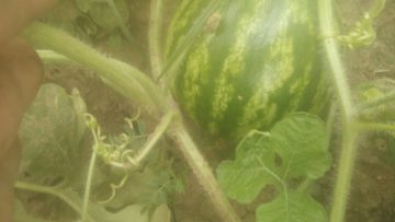 γιλτιδης καρπουζια