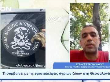 Τι συμβαίνει με τις εγκαταλείψεις άγριων ζώων στη Θεσσαλονίκη |  Ξεκινάμε Μαζί | 04/07/23