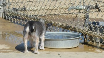 public-water-bowl-768×480
