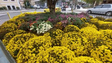 ΦΥΤΕΥΣΕΙΣ – ΦΘΙΝΟΠΩΡΟ 2023 -6