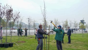 δεντρα παραλια