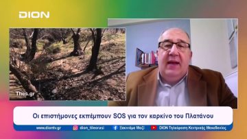 Οι επιστήμονες εκπέμπουν SOS για τον καρκίνο του Πλατάνου | Ξεκινάμε Μαζί | 23/04/2024