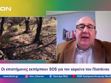 Οι επιστήμονες εκπέμπουν SOS για τον καρκίνο του Πλατάνου | Ξεκινάμε Μαζί | 23/04/2024