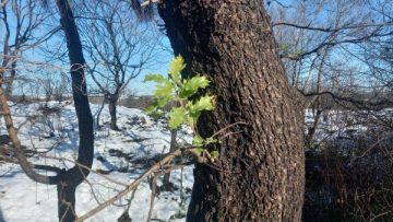 ©Αντώνης Δούρος_WWF Ἑλλάς