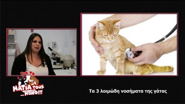 Τα 3 λοιμώδη νοσήματα της γάτας – κτηνίατρος Ελπίδα Βιγγοπούλου