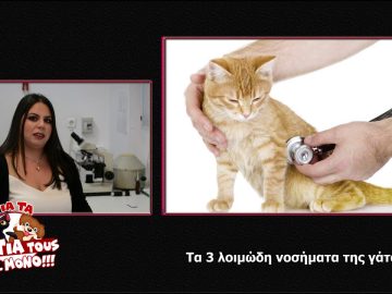 Τα 3 λοιμώδη νοσήματα της γάτας  – κτηνίατρος Ελπίδα Βιγγοπούλου