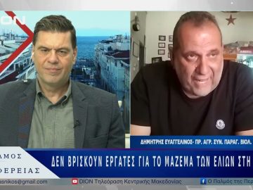 Δεν βρίσκουν εργάτες για το μάζεμα των ελιών στη Χαλκιδική | 19/05/25 |